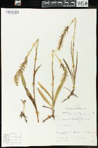 Spiranthes romanzoffiana image