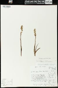 Spiranthes romanzoffiana image