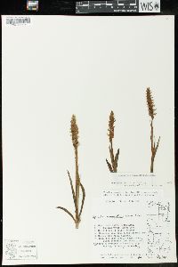 Spiranthes romanzoffiana image