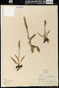 Spiranthes romanzoffiana image