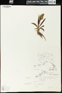 Spiranthes romanzoffiana image