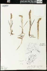 Spiranthes romanzoffiana image