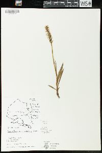 Spiranthes romanzoffiana image