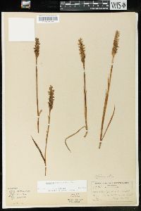 Spiranthes romanzoffiana image