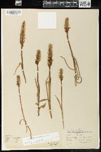 Spiranthes romanzoffiana image