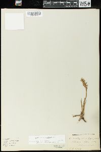 Spiranthes romanzoffiana image