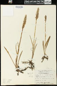 Spiranthes romanzoffiana image