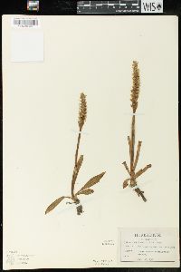 Spiranthes romanzoffiana image