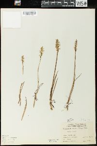 Spiranthes romanzoffiana image