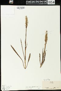 Spiranthes romanzoffiana image