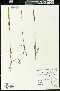 Spiranthes vernalis image