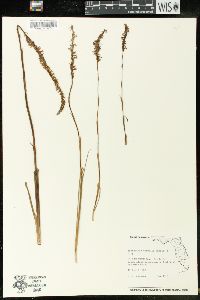 Spiranthes vernalis image