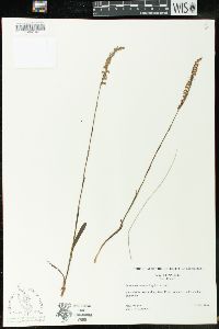 Spiranthes vernalis image