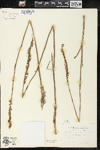 Spiranthes vernalis image