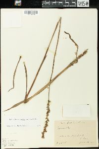 Spiranthes vernalis image