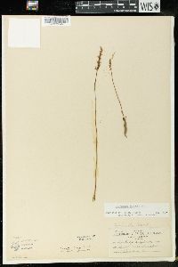 Spiranthes tuberosa image