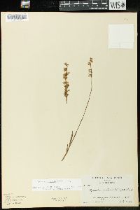 Spiranthes vernalis image