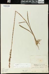 Spiranthes vernalis image