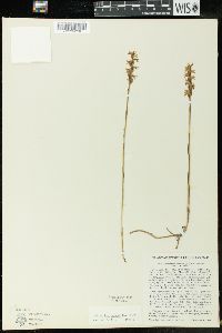 Spiranthes cernua image