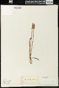 Spiranthes cernua image