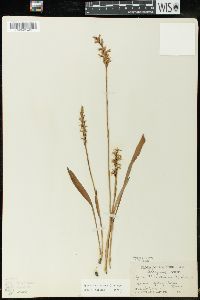 Spiranthes cernua image