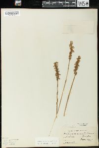 Spiranthes cernua image