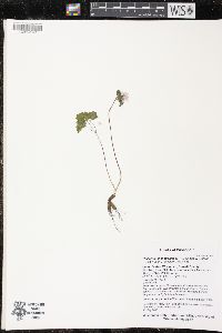 Thalictrum thalictroides image