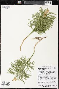 Dendrolycopodium hickeyi image