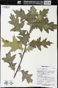 Quercus ellipsoidalis image