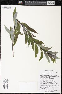 Salix petiolaris image