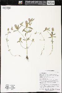 Polygala cruciata image