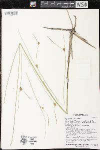 Carex oligosperma image