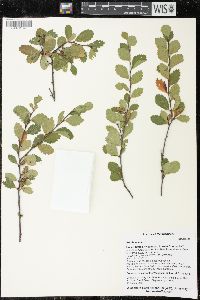 Betula pumila image