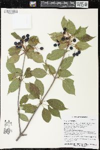 Viburnum lentago image