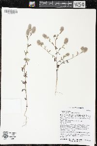 Trifolium arvense image