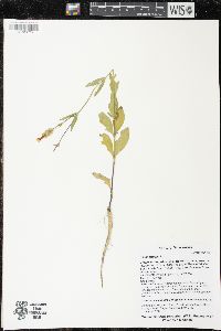 Silene latifolia image