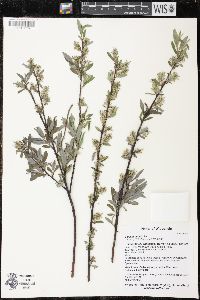 Salix petiolaris image