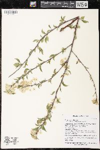 Prunus pensylvanica image