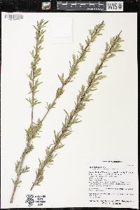 Salix petiolaris image