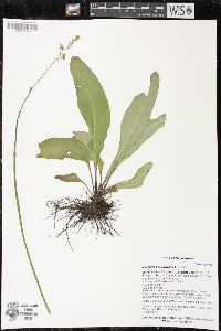 Micranthes pensylvanica image