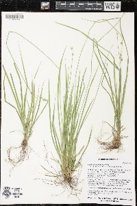 Carex deweyana image