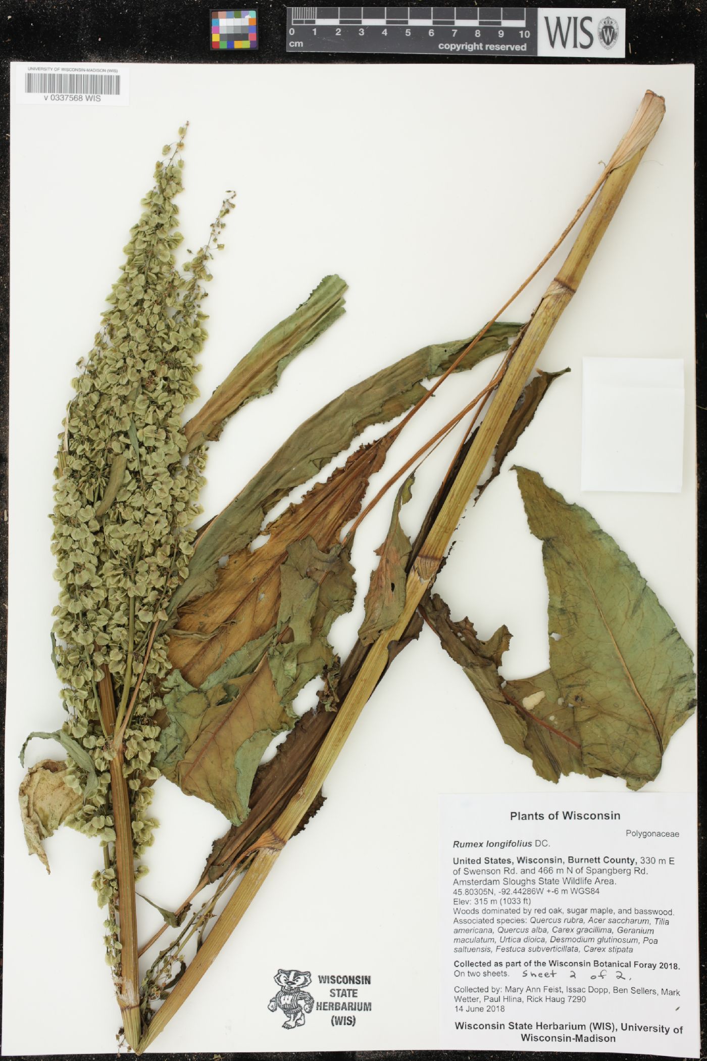 Rumex longifolius image