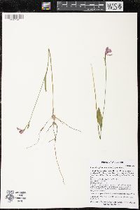 Pogonia ophioglossoides image