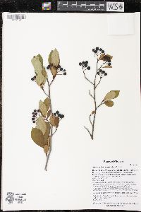 Aronia melanocarpa image