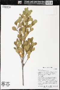 Betula pumila image