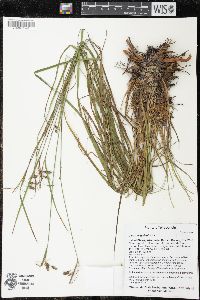 Carex magellanica image