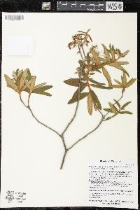 Rhododendron groenlandicum image