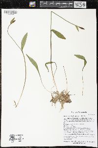 Pogonia ophioglossoides image