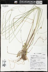 Carex oligosperma image