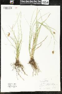 Carex hoodii image